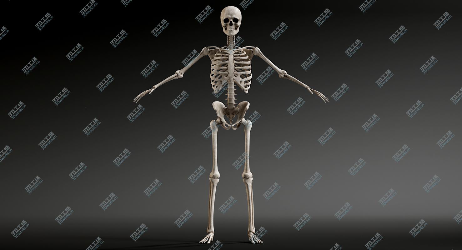 images/goods_img/202104092/Male Skeleton 3D/5.jpg